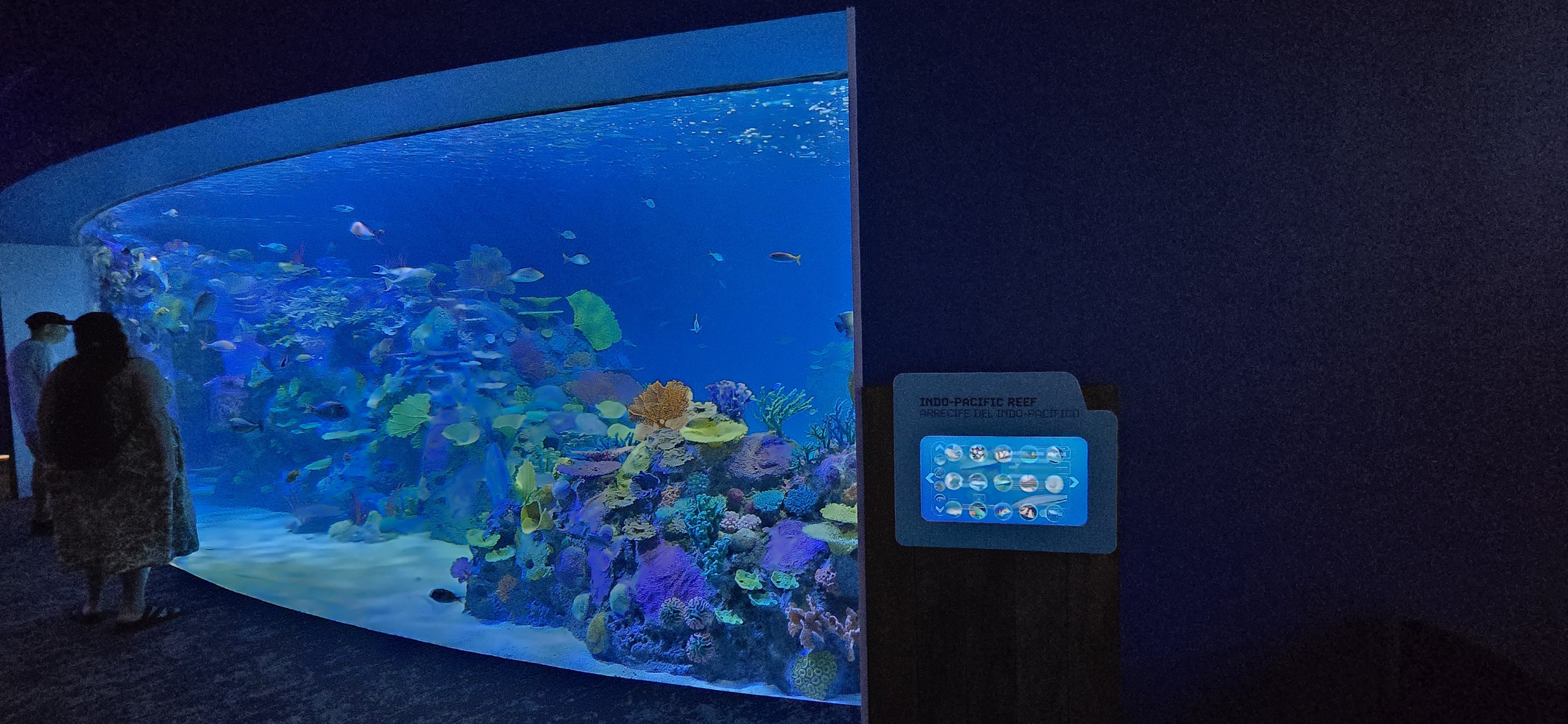 Indo-Pacific reef tank