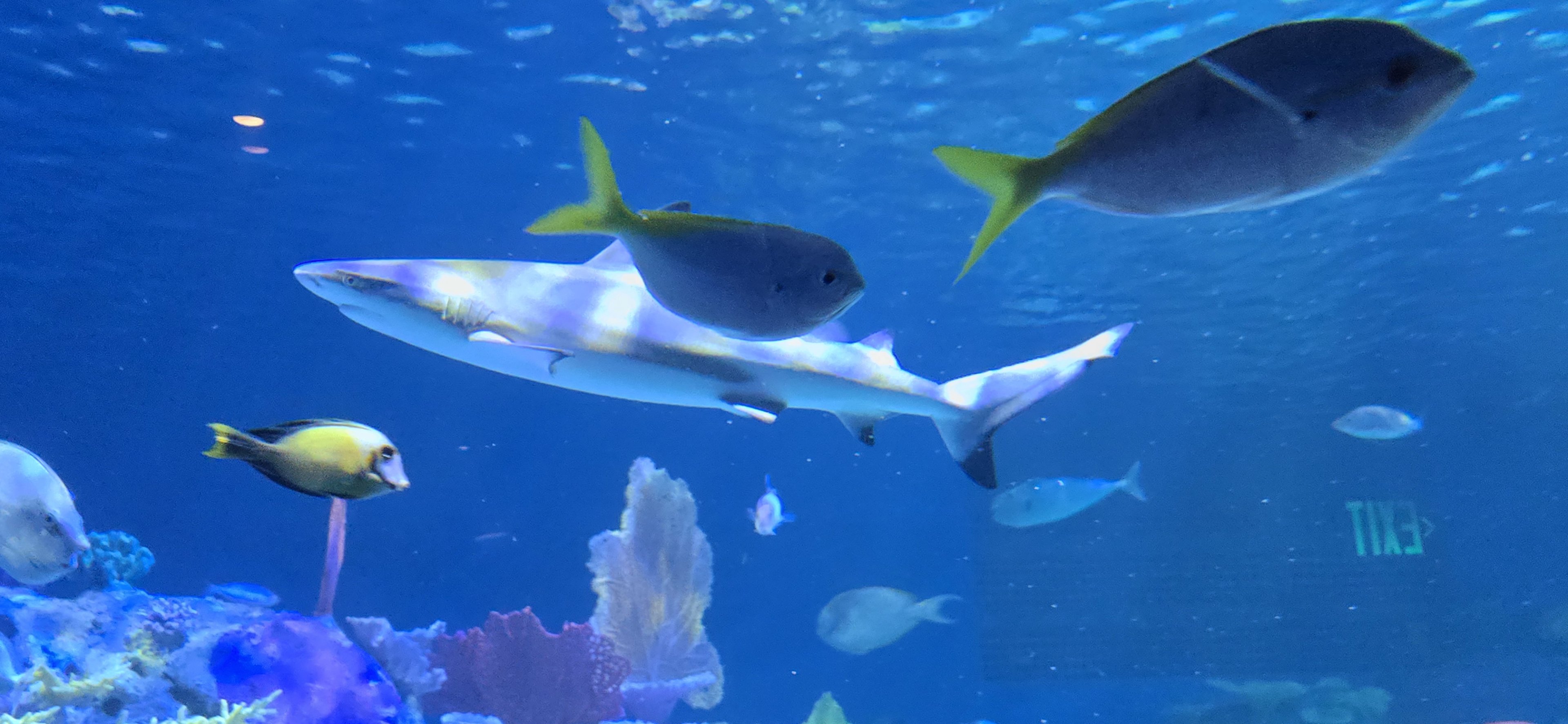 Indo-pacific reef tank