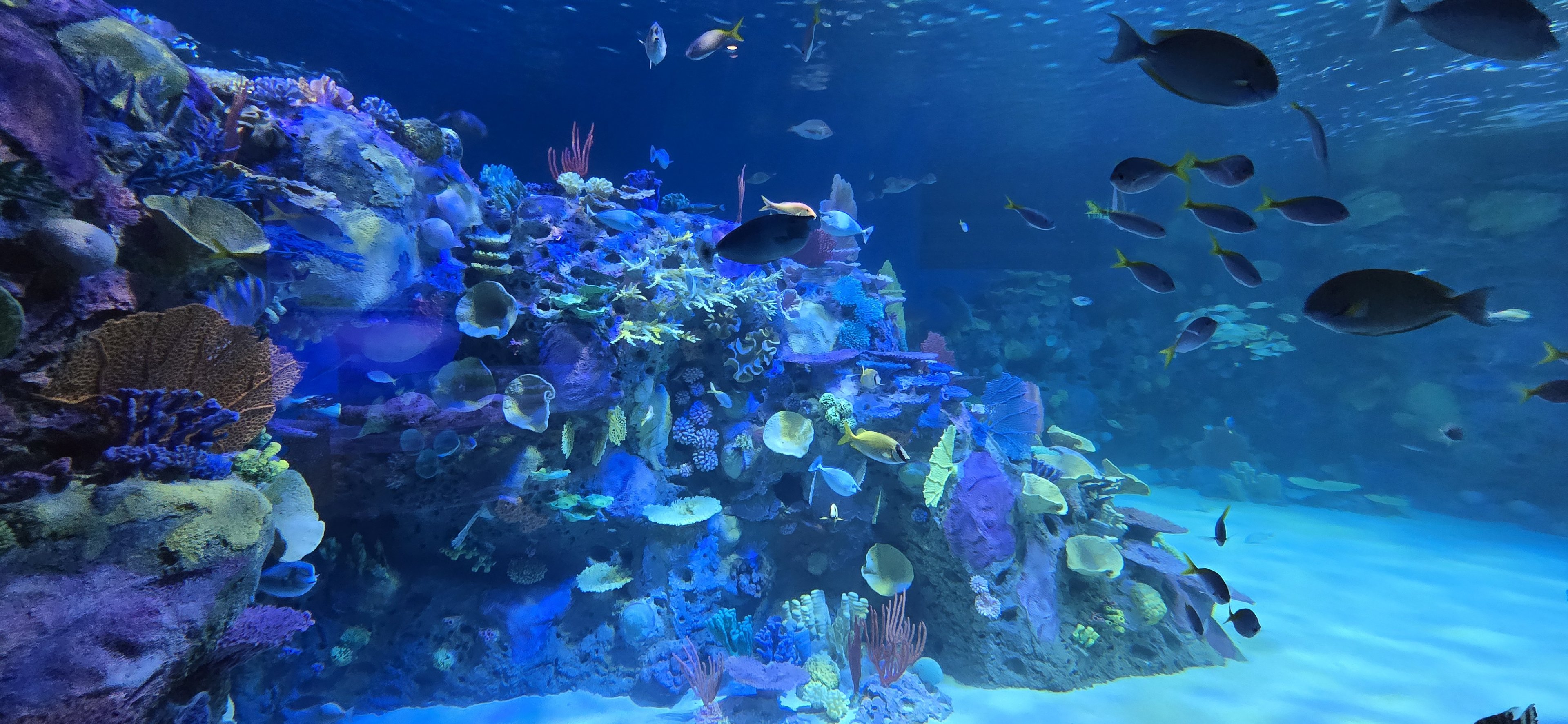 Indo-pacific reef tank