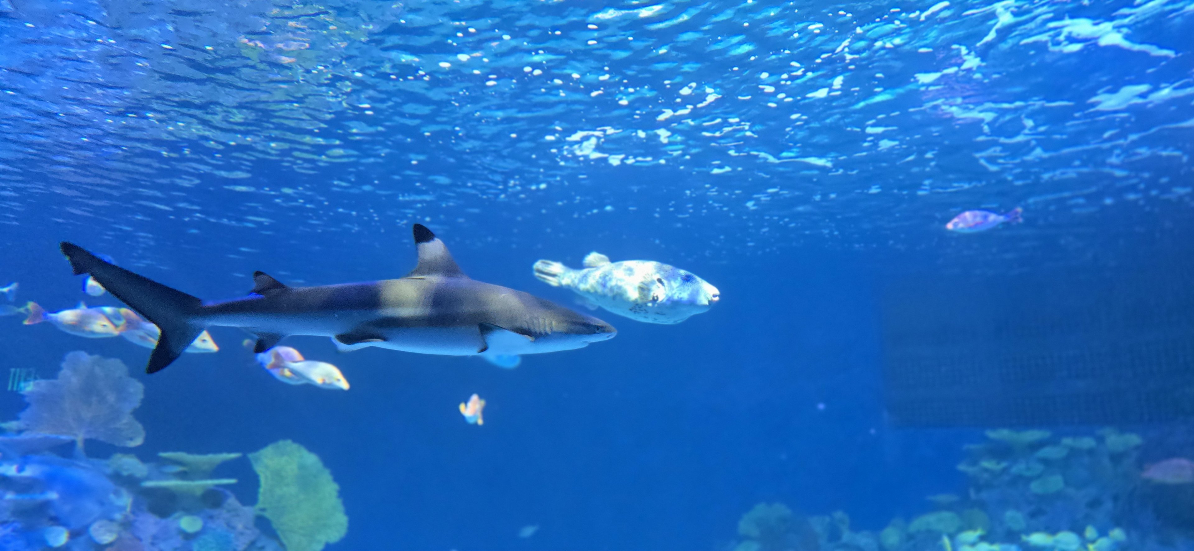 Indo-pacific reef tank