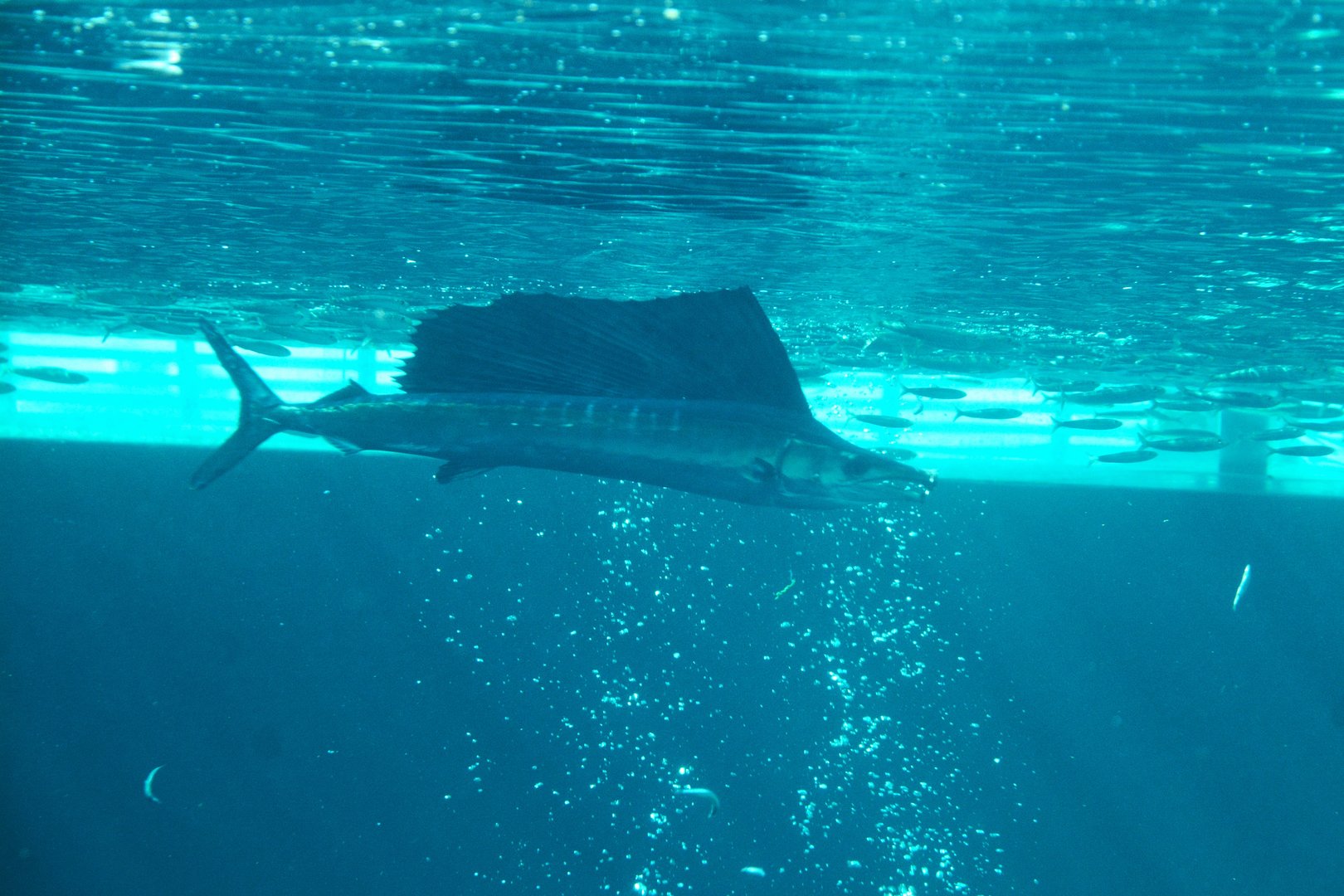 Indo-Pacific sailfish (Istiophorus platypterus)