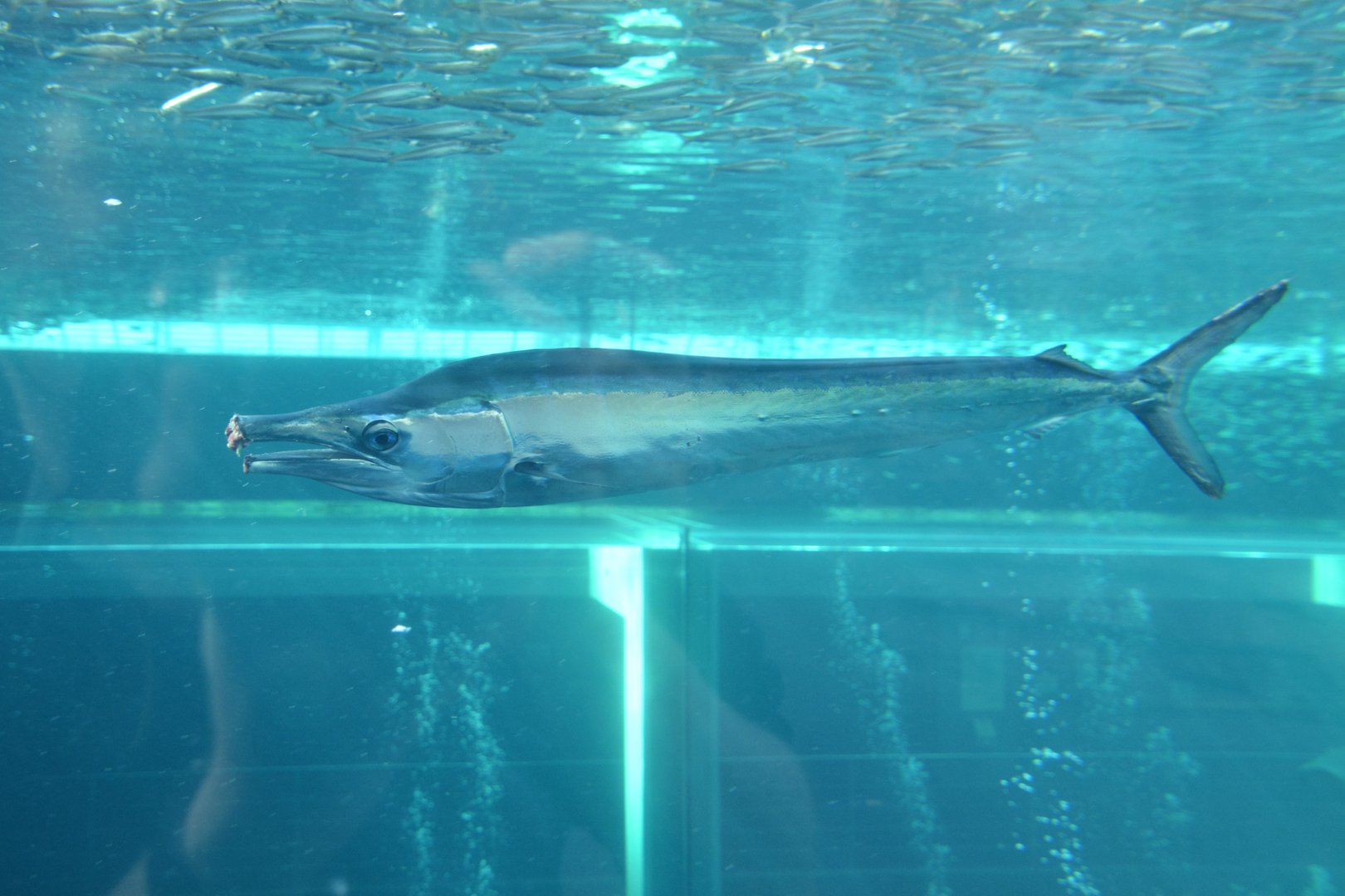 Indo-Pacific sailfish (Istiophorus platypterus)