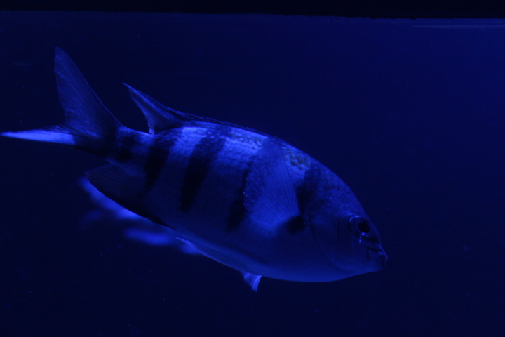 Indo-Pacific sergeant (Abudefduf vaigiensis) - BXSea