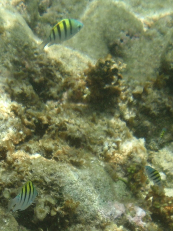 Indo-Pacific sergeant (Abudefduf vaigiensis)