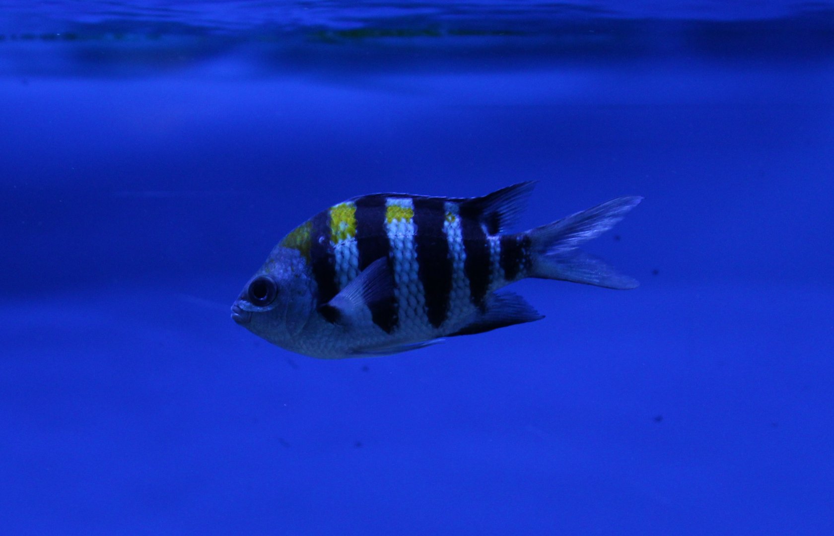 Indo-pacific sergeant - Abudefduf vaigiensis