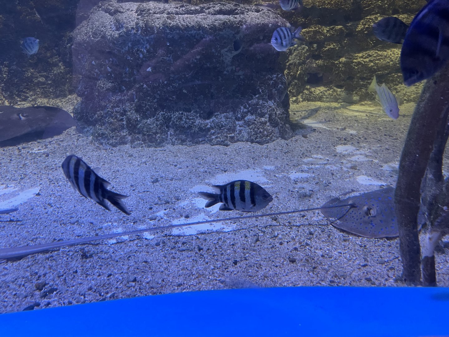 indo-pacific sergeant (abudefduf vaigiensis)