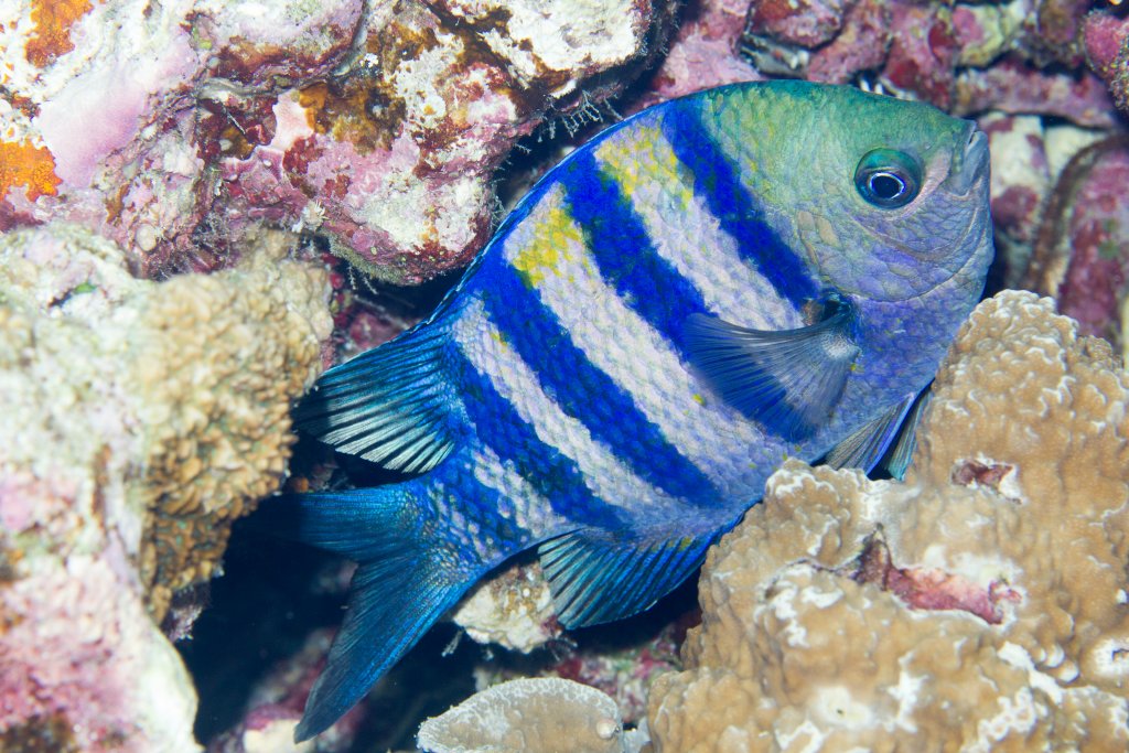 Indo-pacific Sergeant