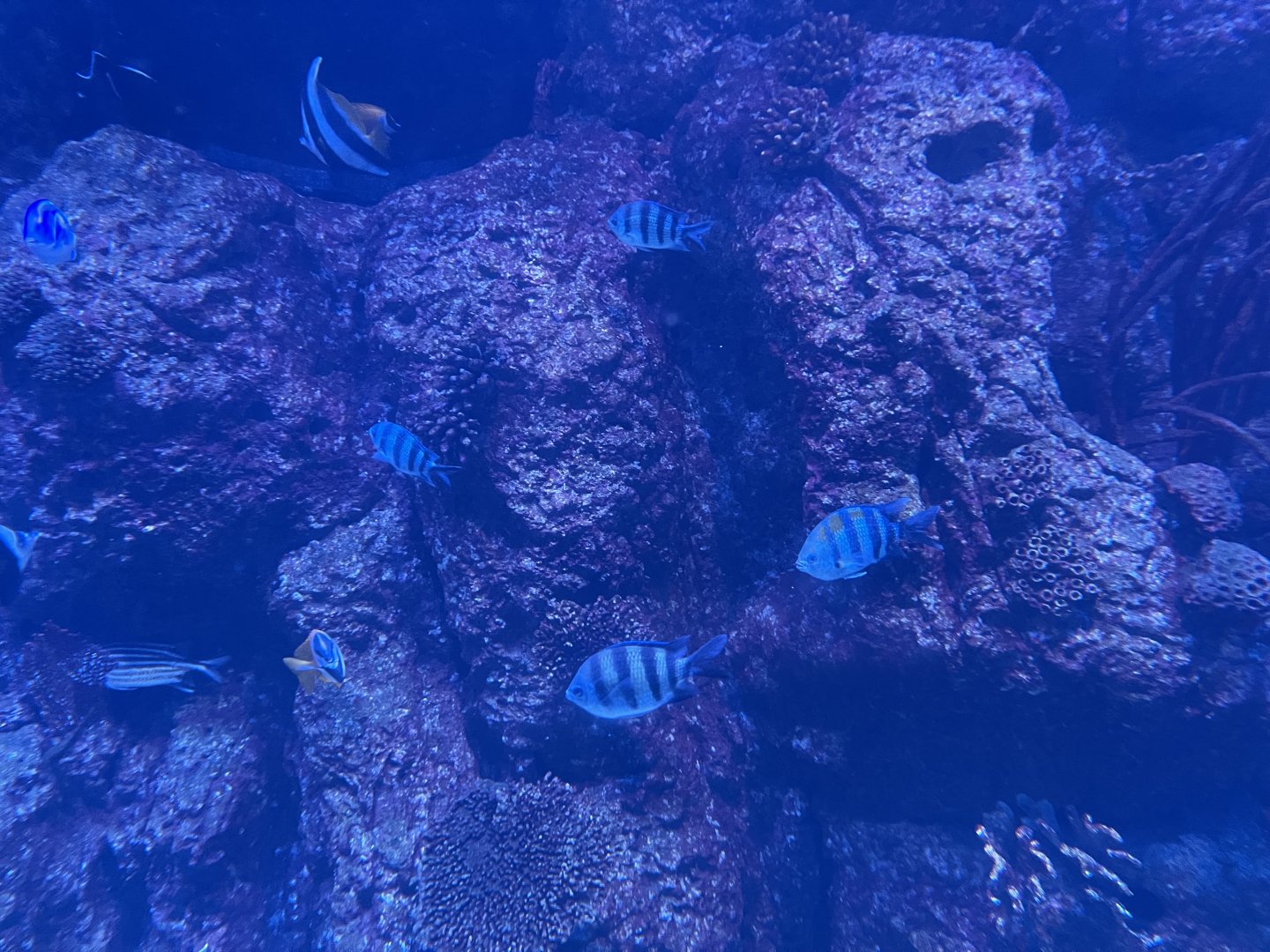 indo-pacific sergeants (abudefduf vaigiensis)