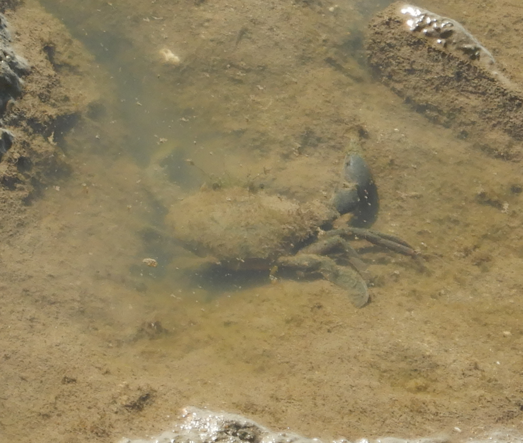 Indo-Pacific Swamp Crab (Mud Crab)