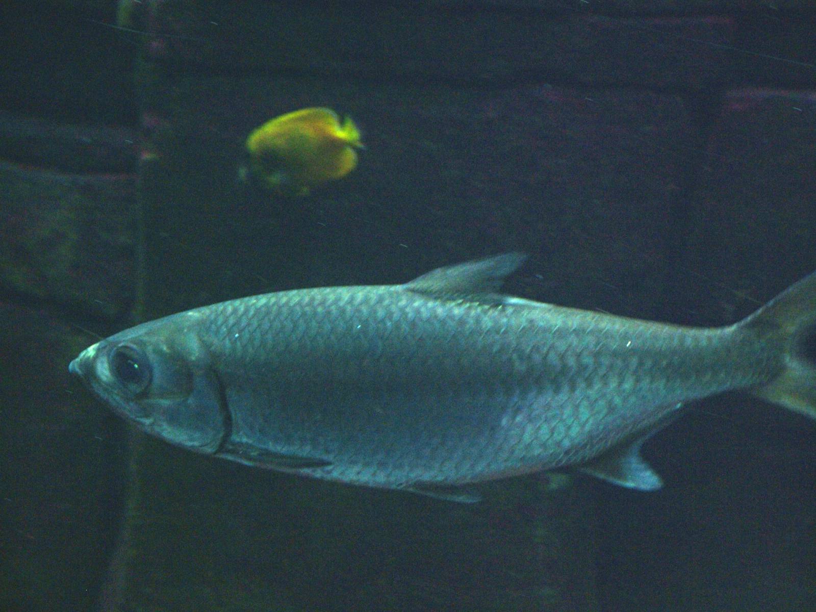 Indo-Pacific Tarpon at Berlin Zoo Aquarium, 31/08/11