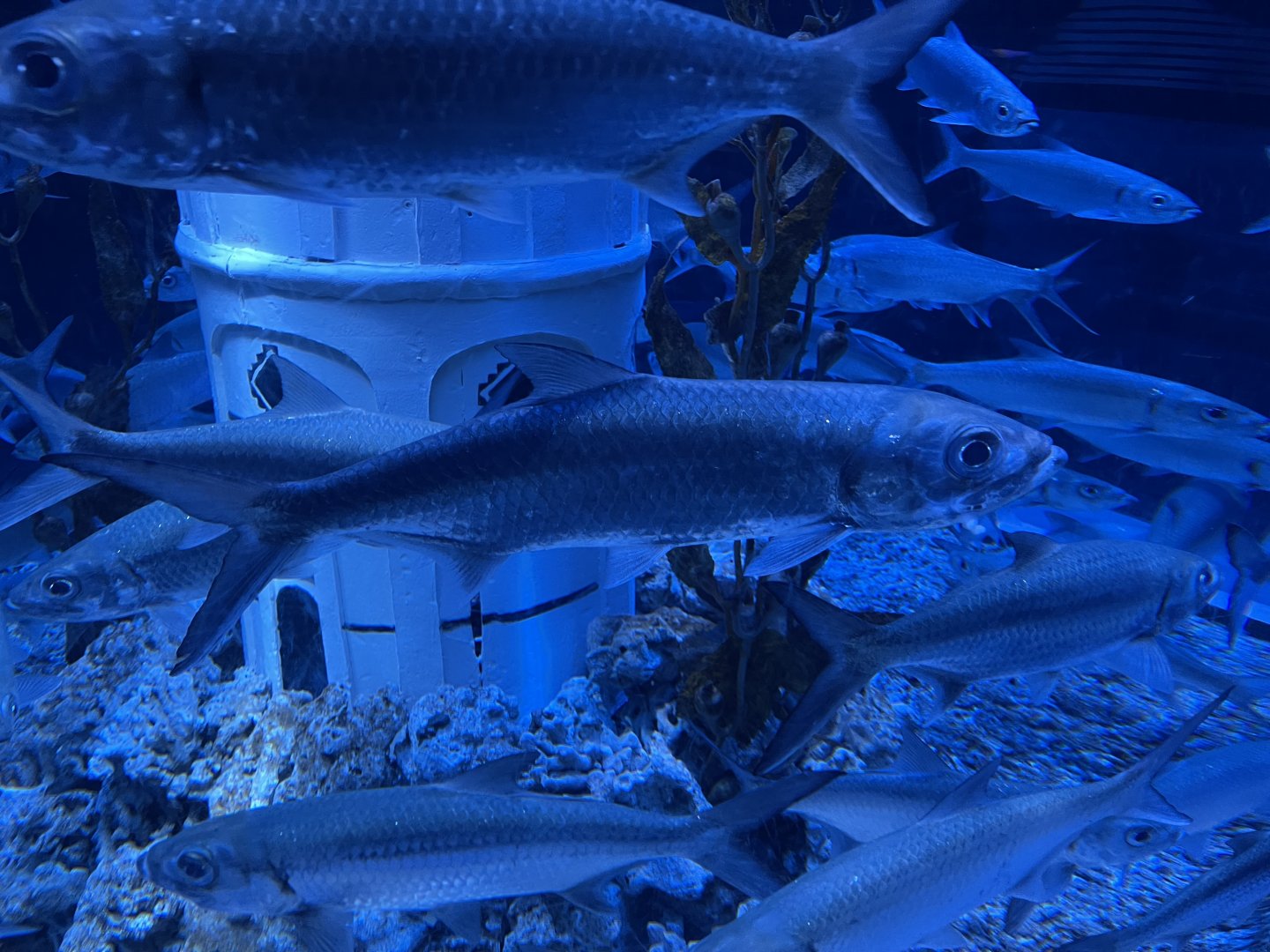 indo-pacific tarpon (megalops cyprinoides) (1)