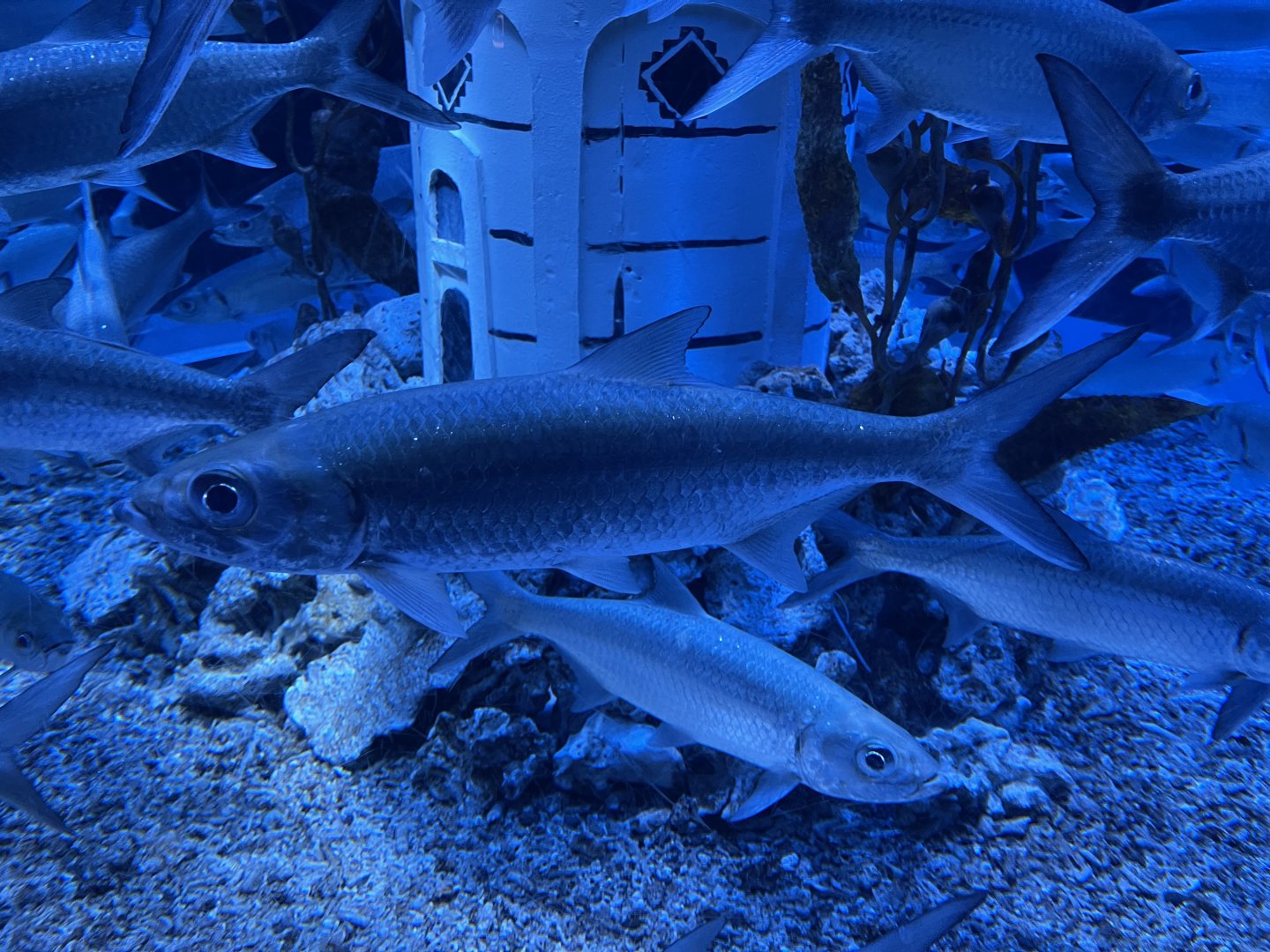 indo-pacific tarpon (megalops cyprinoides) (2)