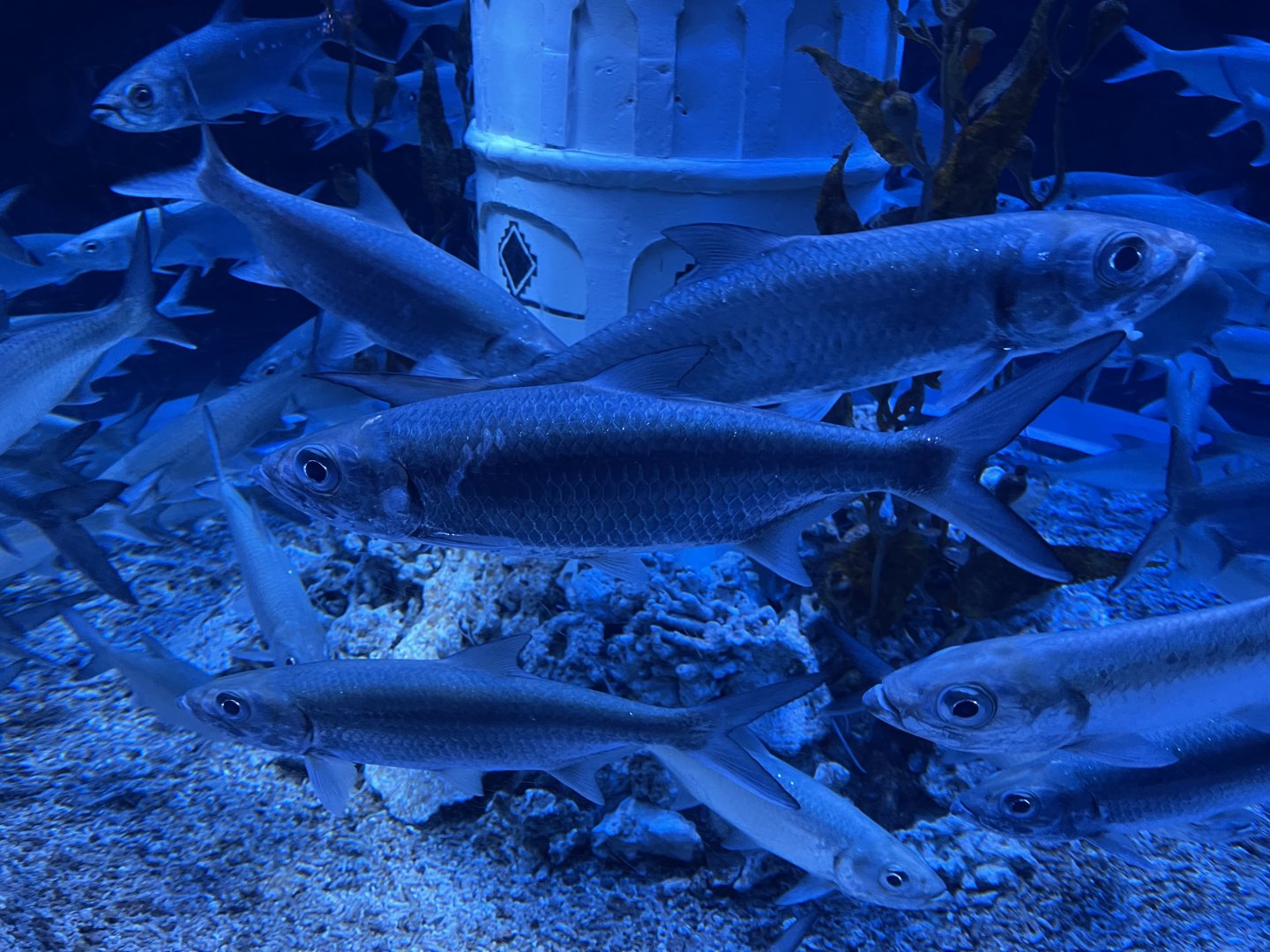 indo-pacific tarpon (megalops cyprinoides) (3)