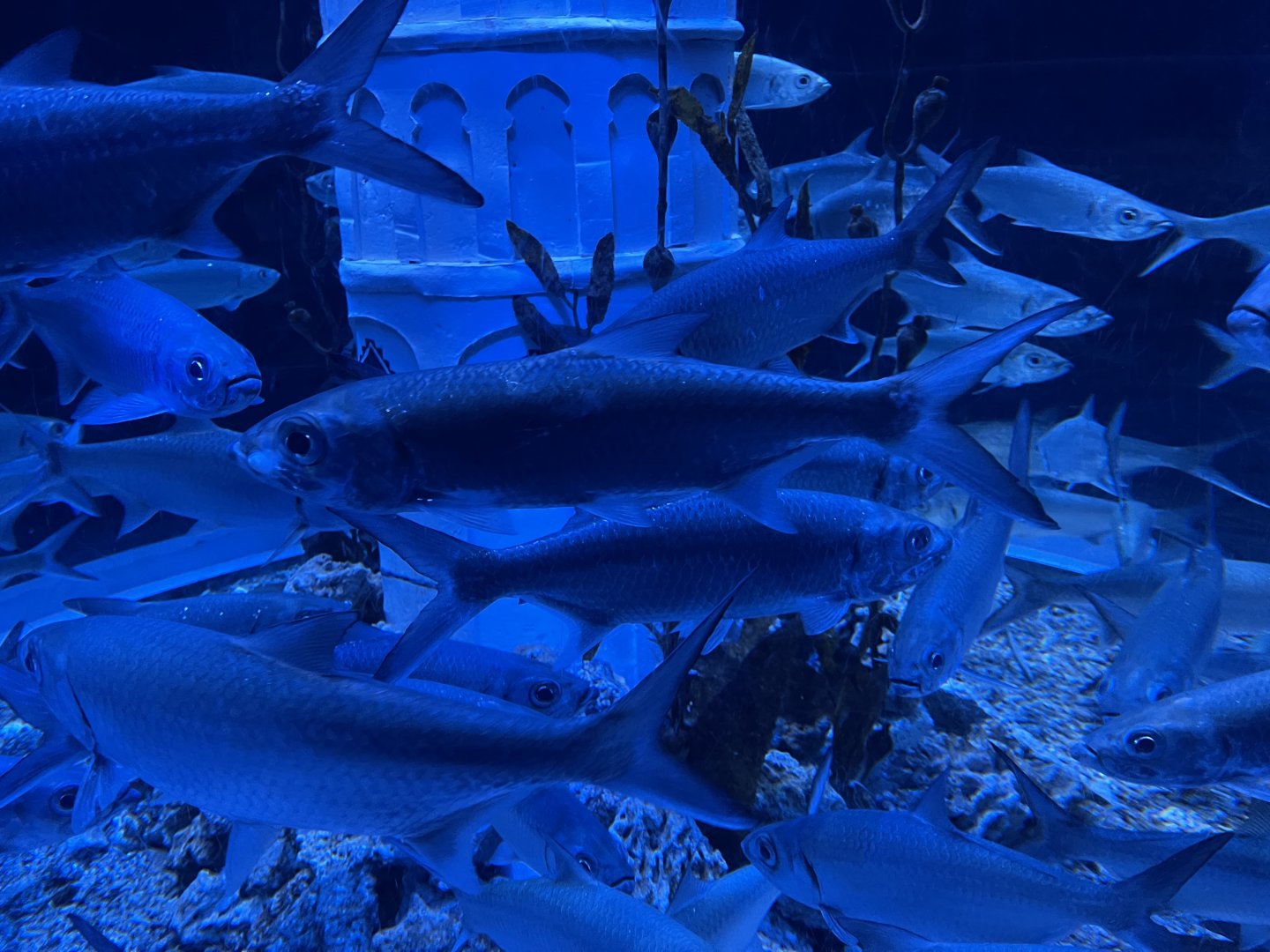 indo-pacific tarpon (megalops cyprinoides) (4)