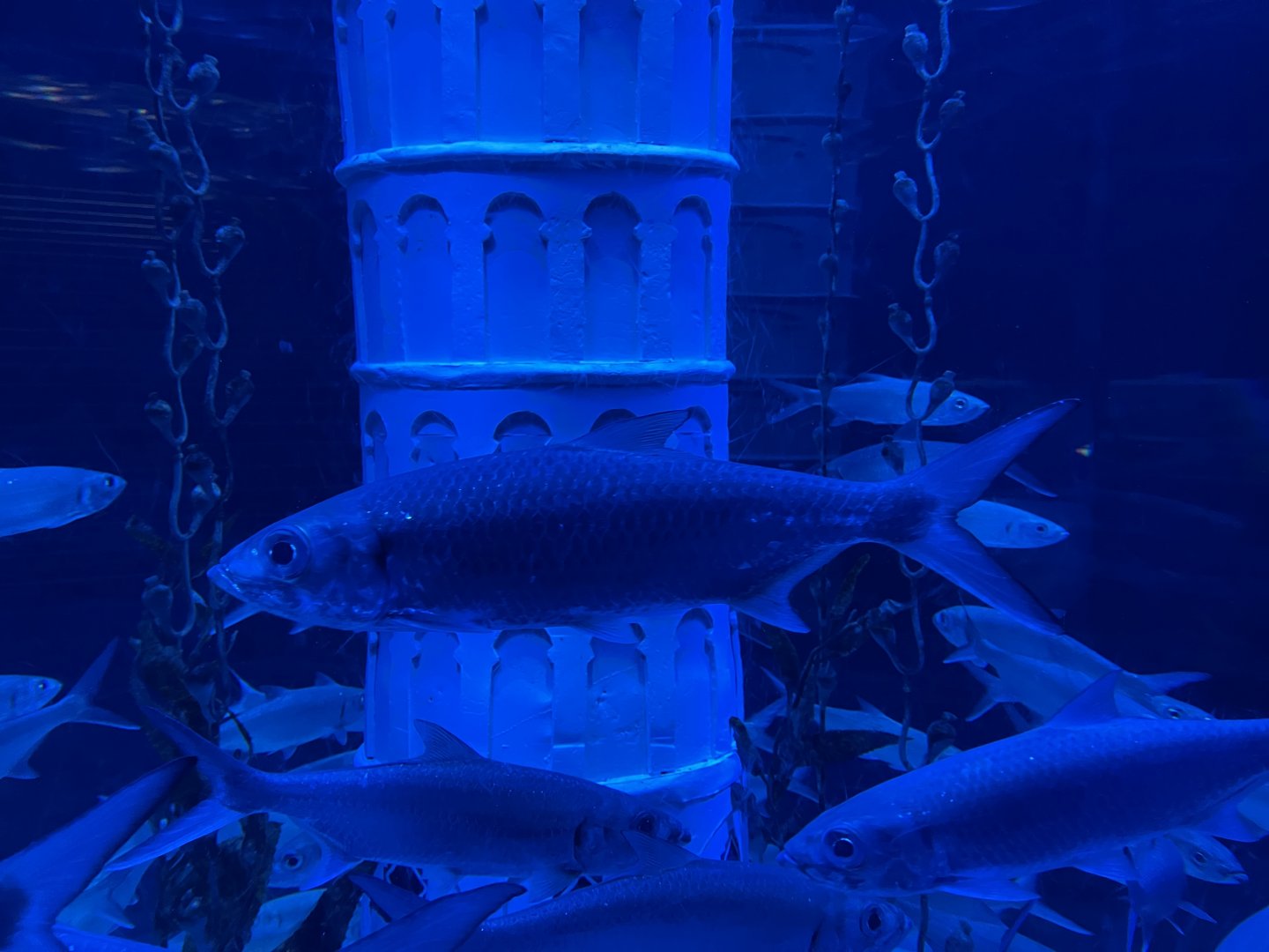 indo-pacific tarpon (megalops cyprinoides) (5)