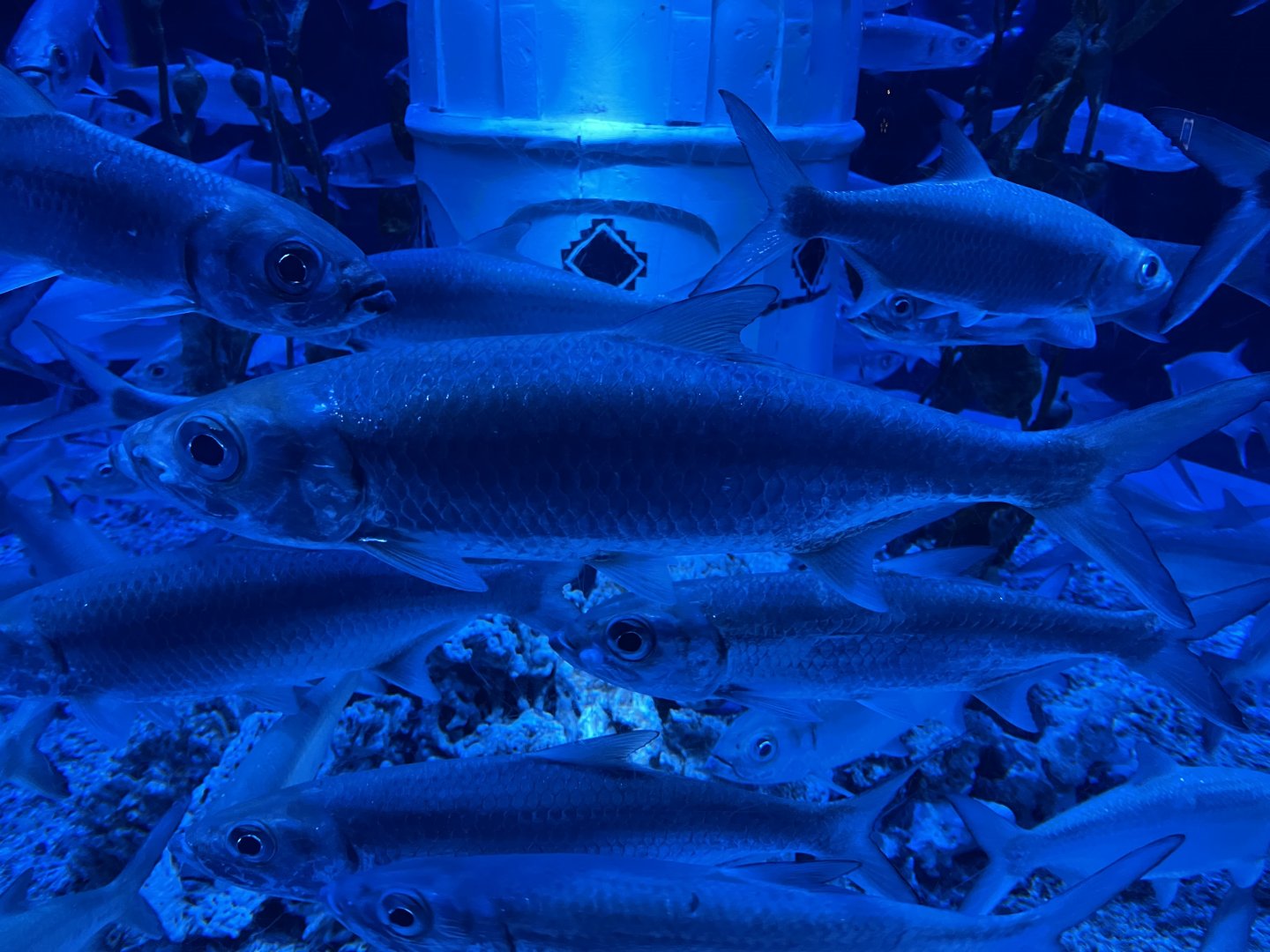 indo-pacific tarpon (megalops cyprinoides) (6)