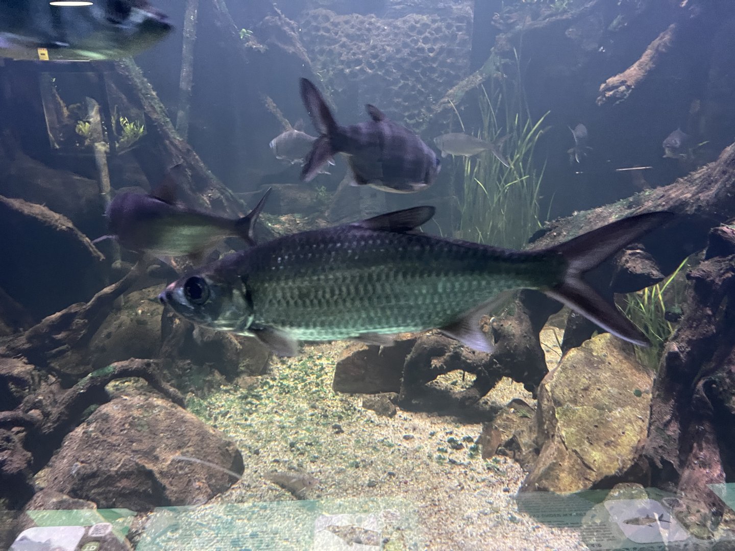 indo-pacific tarpon (megalops cyprinoides) - dunia air tawar