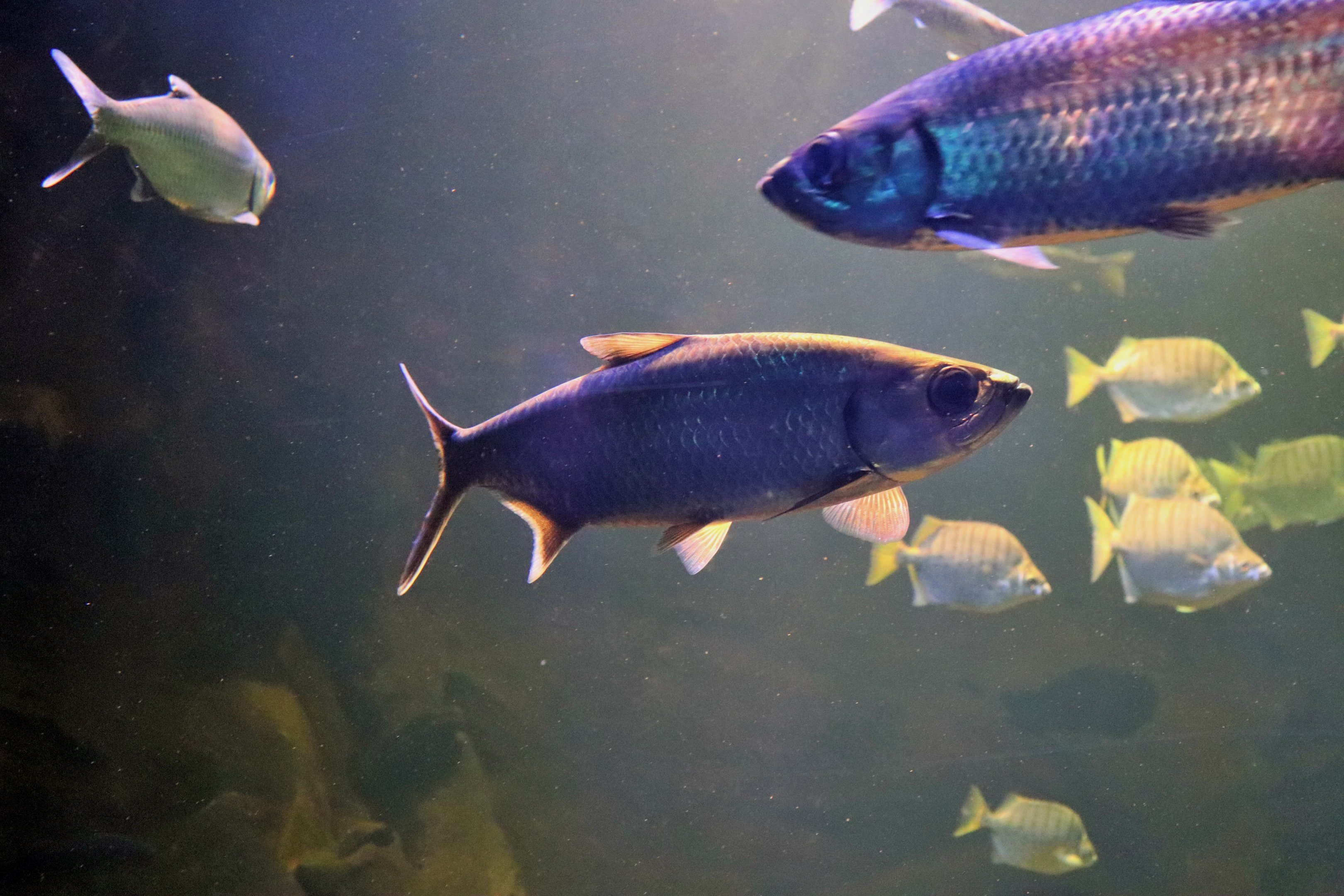 Indo-Pacific Tarpon (Megalops cyprinoides)