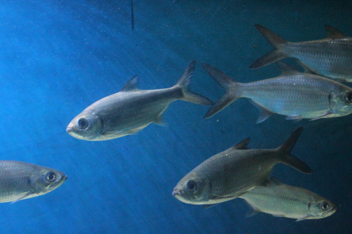 Indo-Pacific tarpon (Megalops cyprinoides)