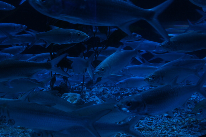 Indo-Pacific tarpon (Megalops cyprinoides)