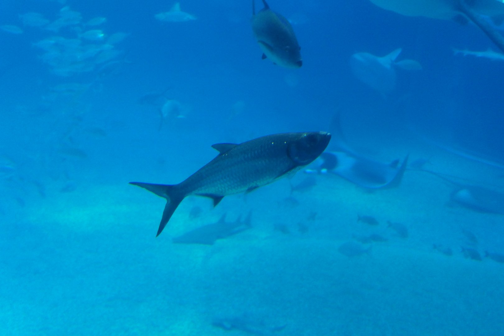 Indo-Pacific Tarpon (Megalops cyprinoides)