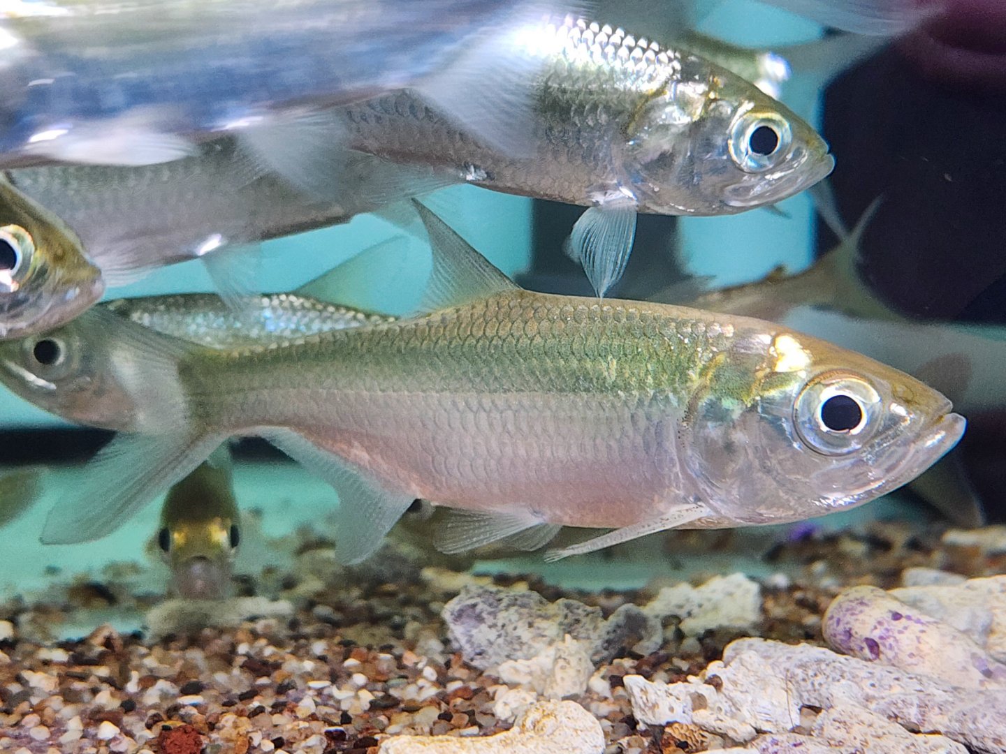 Indo-Pacific Tarpon (Megalops cyprinoides)