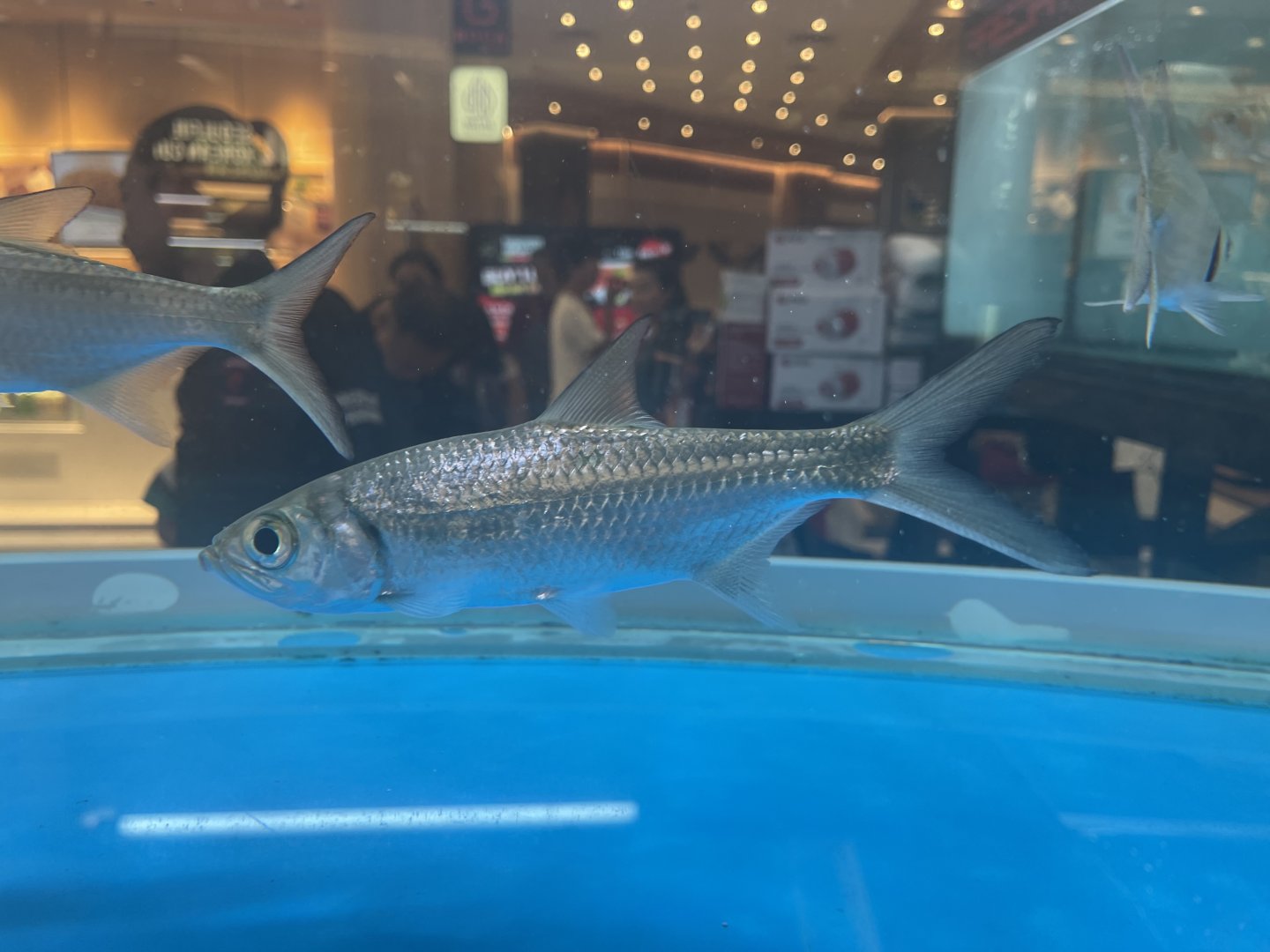 indo-pacific tarpon (megalops cyprinoides)