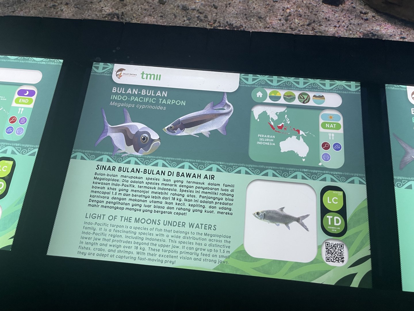 indo-pacific tarpon signage - dunia air tawar