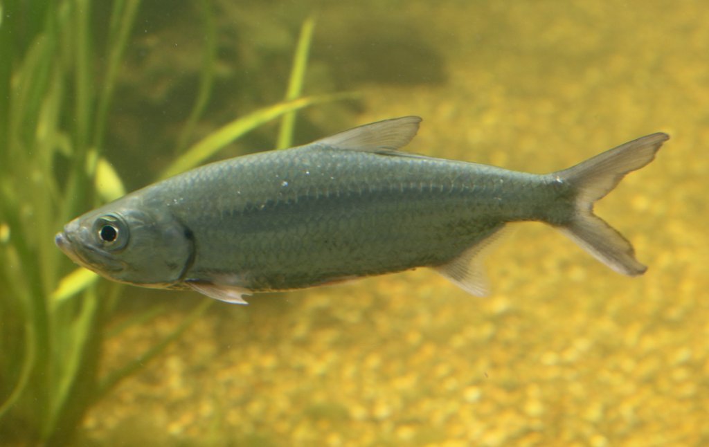 Indo-Pacific Tarpon