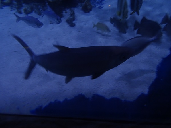 Indo-Pacific tarpon?