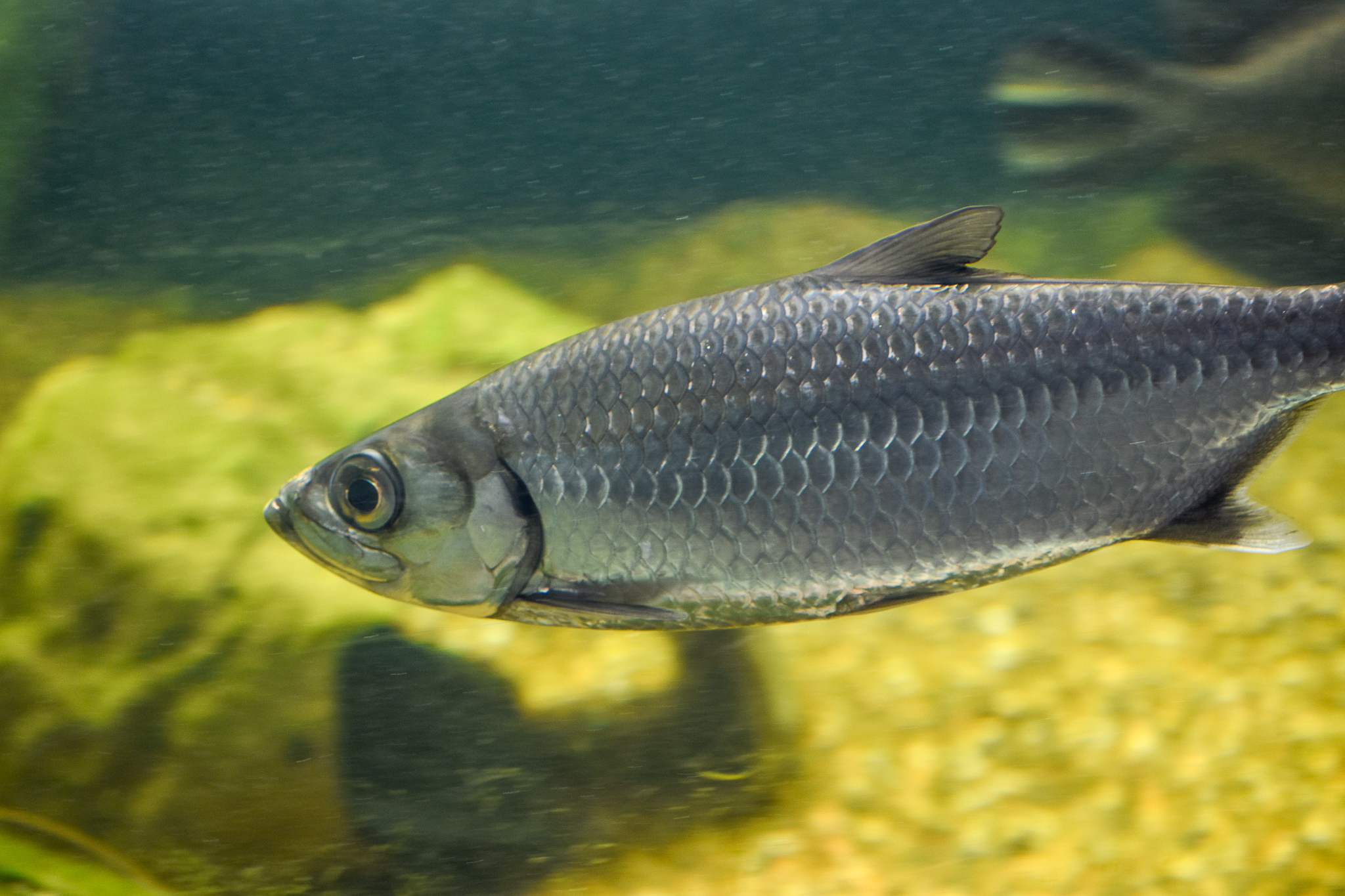 Indo-Pacific Tarpon