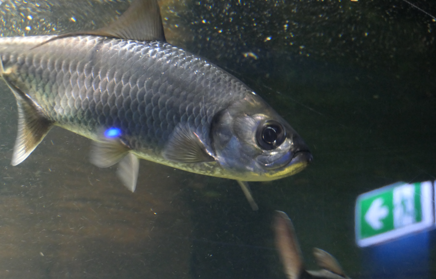 Indo-Pacific Tarpon