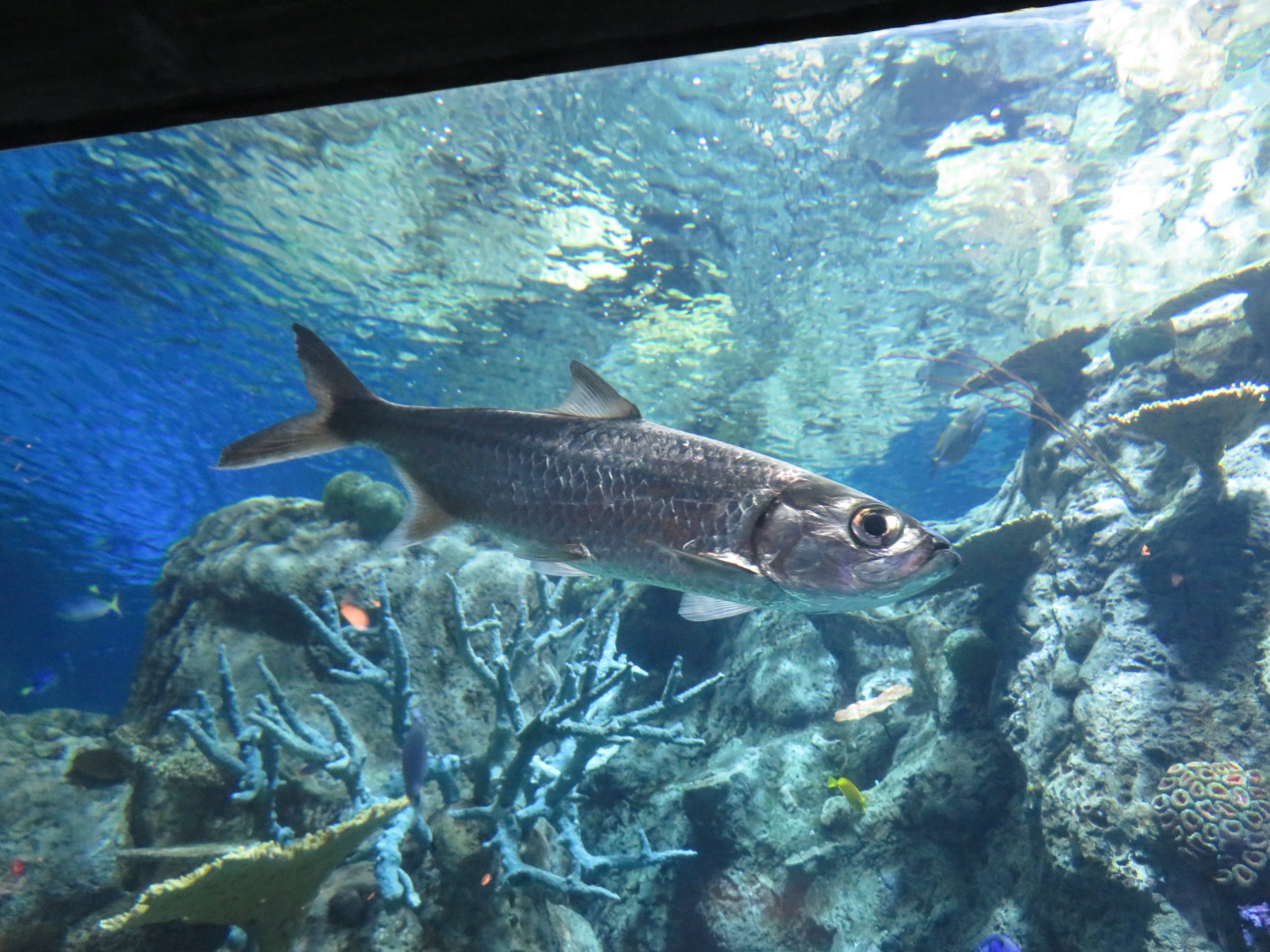 Indo-Pacific Tarpon
