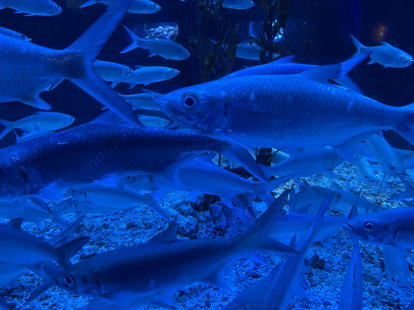 indo-pacific tarpons (megalops cyprinoides) (1)