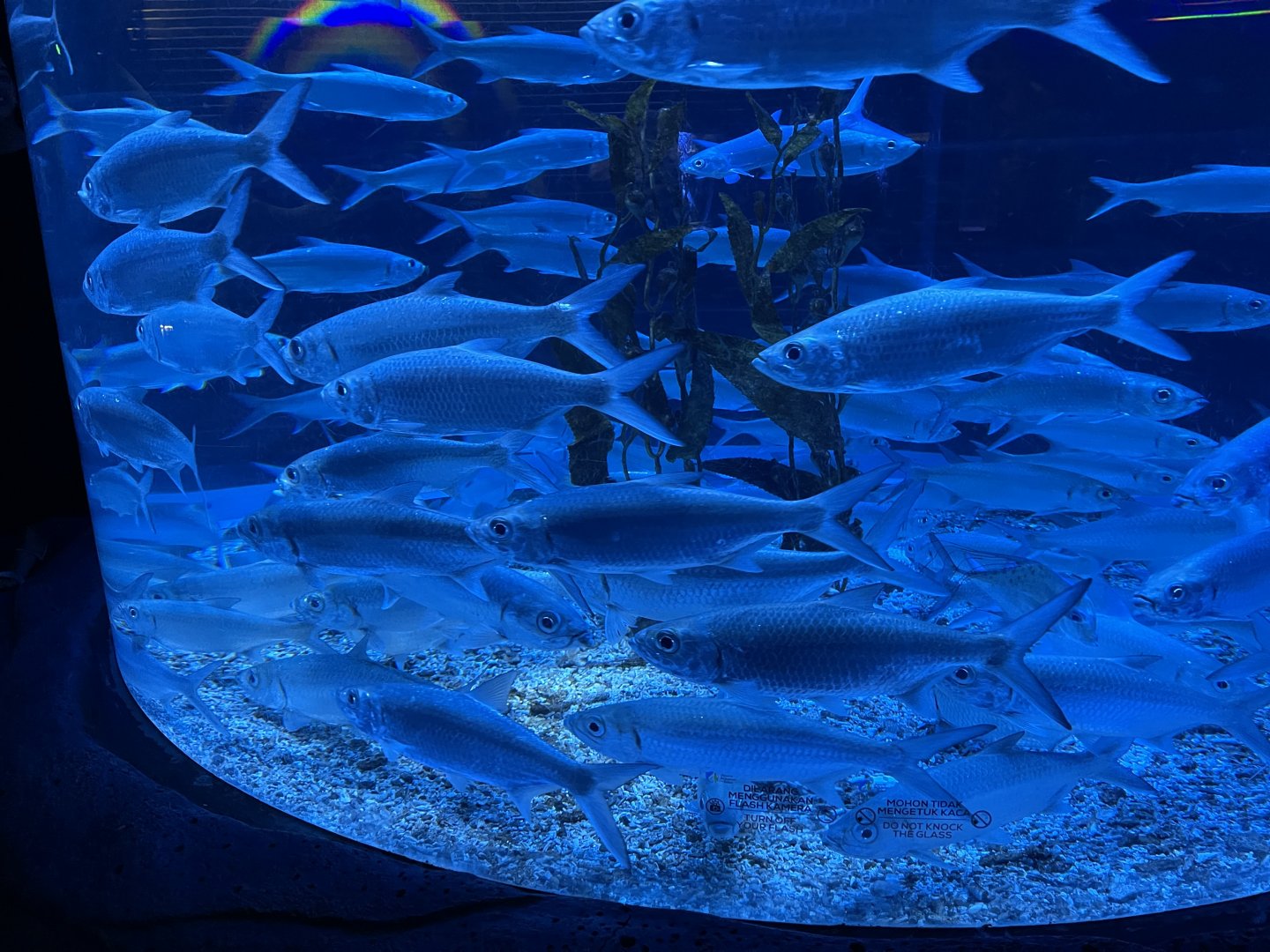 indo-pacific tarpons (megalops cyprinoides) (2)