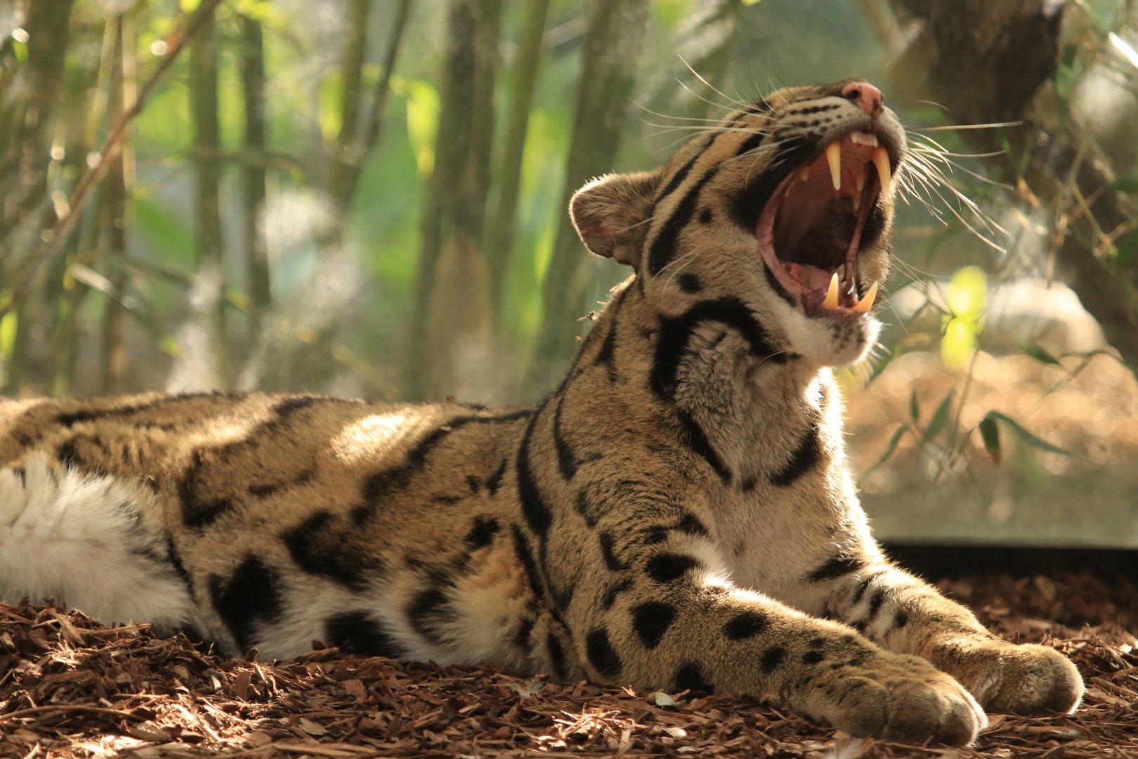 Indochina Clouded Leopard (April 2019)
