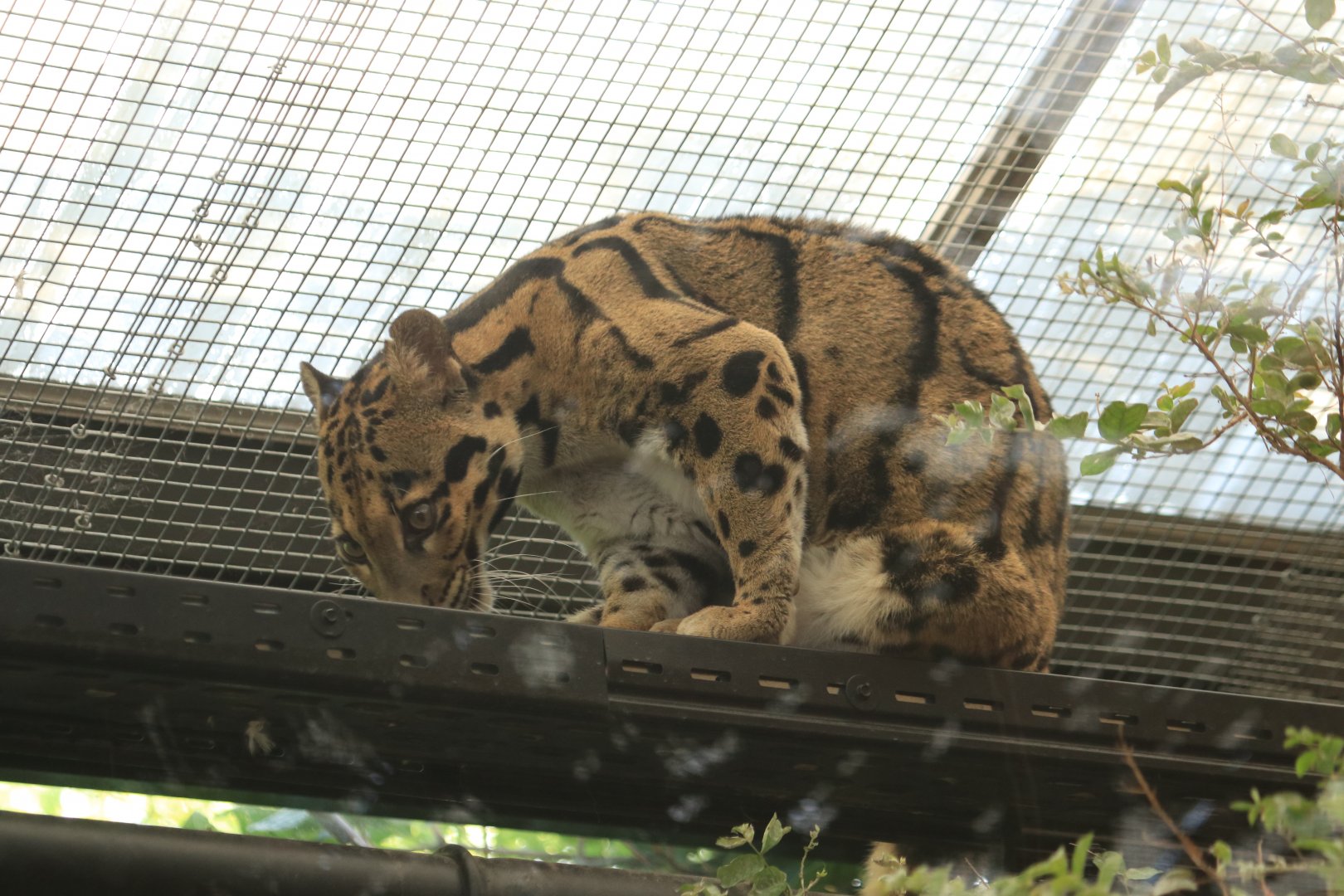 Indochina clouded leopard (July 2019)