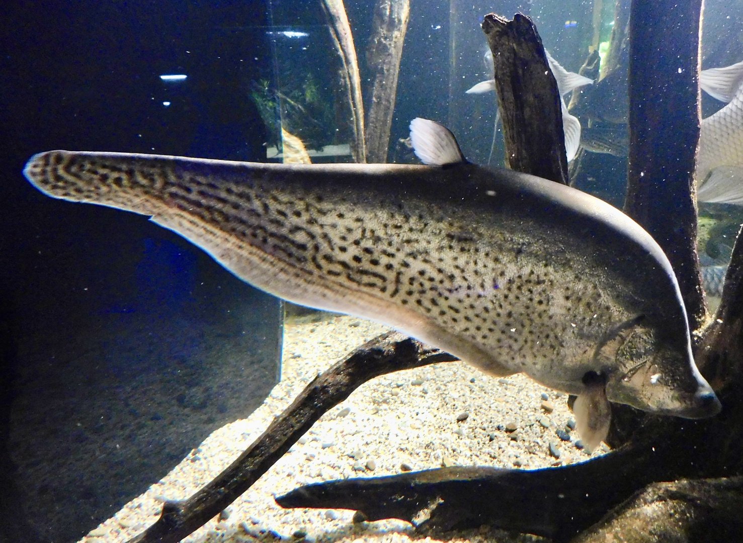 Indochina Featherback (Chitala blanci) - Kawasui Kawasaki Aquarium November 19, 2025