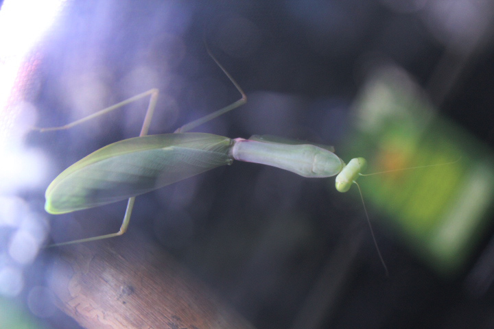 Indochina giant mantis (Hierodula patellifera) - Aviary Park