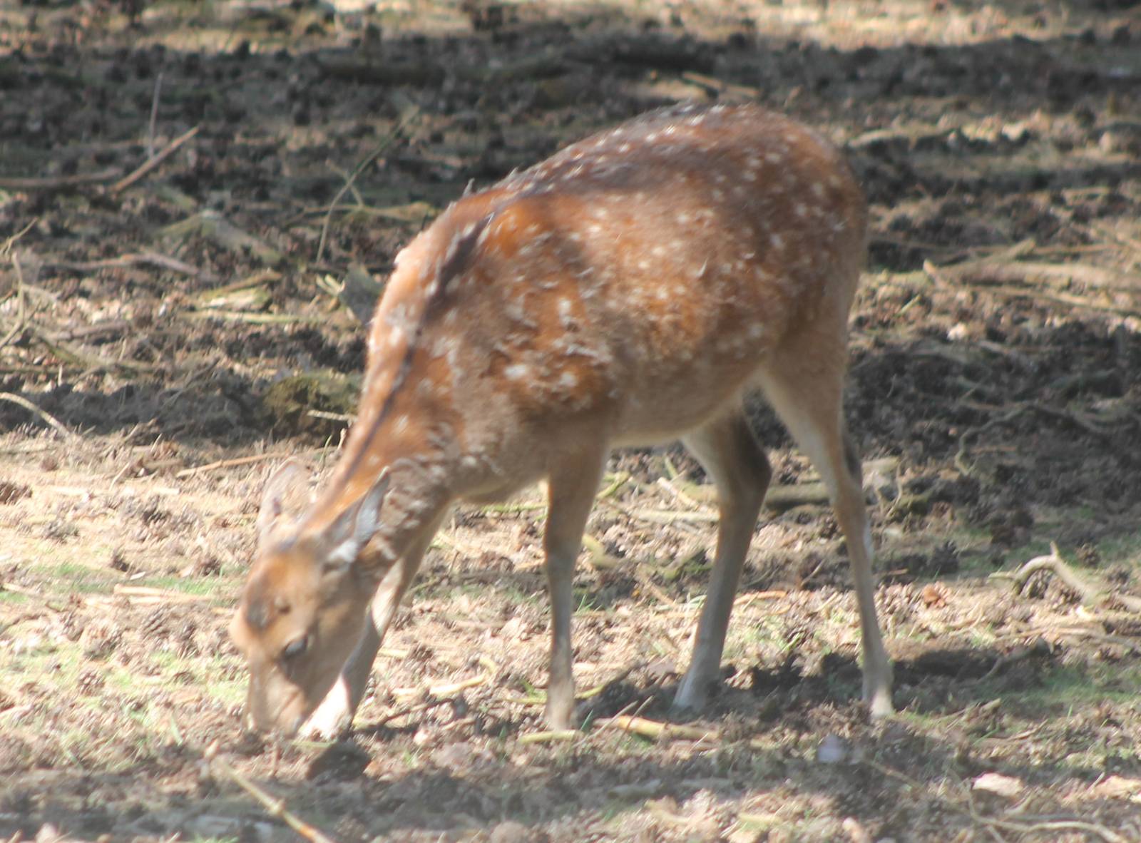 Indochina sika deer