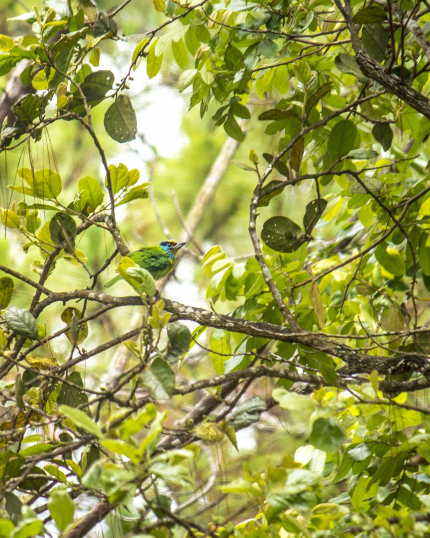 Indochinese barbet, Psilopogon annamensis
