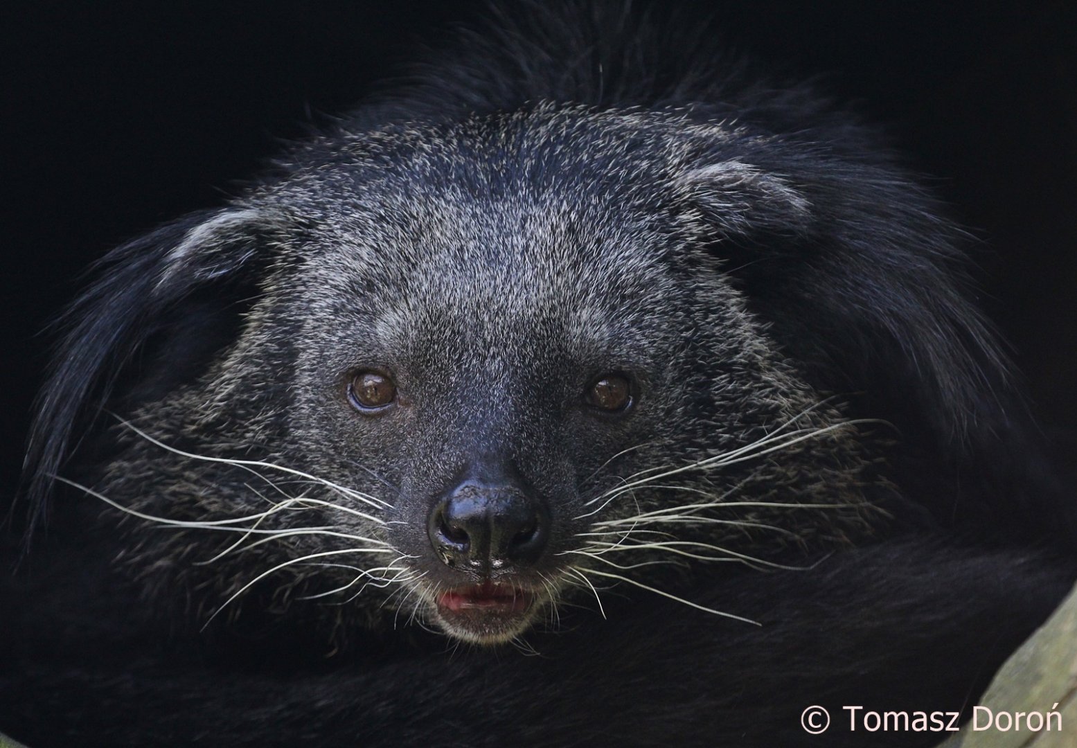 Indochinese Binturong (Arctictis binturong albifrons), May 2018