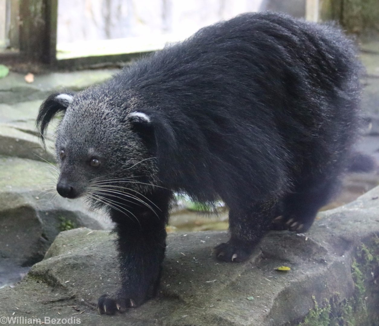 Indochinese Binturong