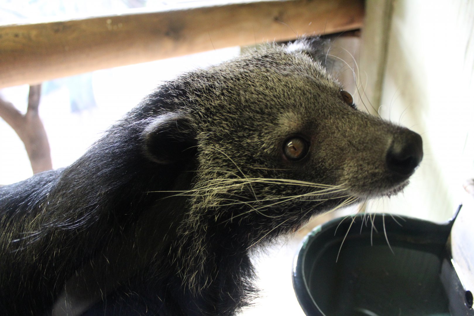 Indochinese Binturong