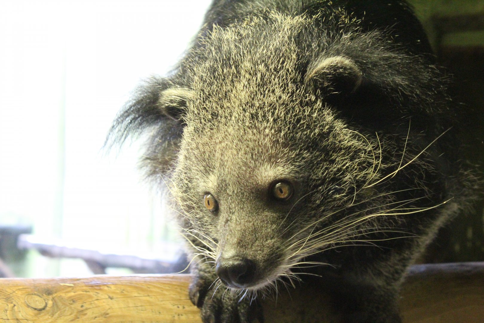 Indochinese Binturong
