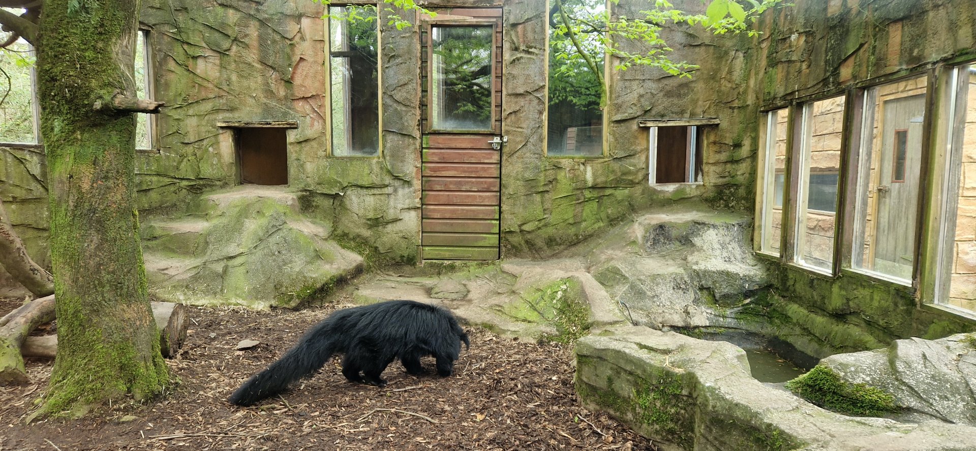 Indochinese Binturong
