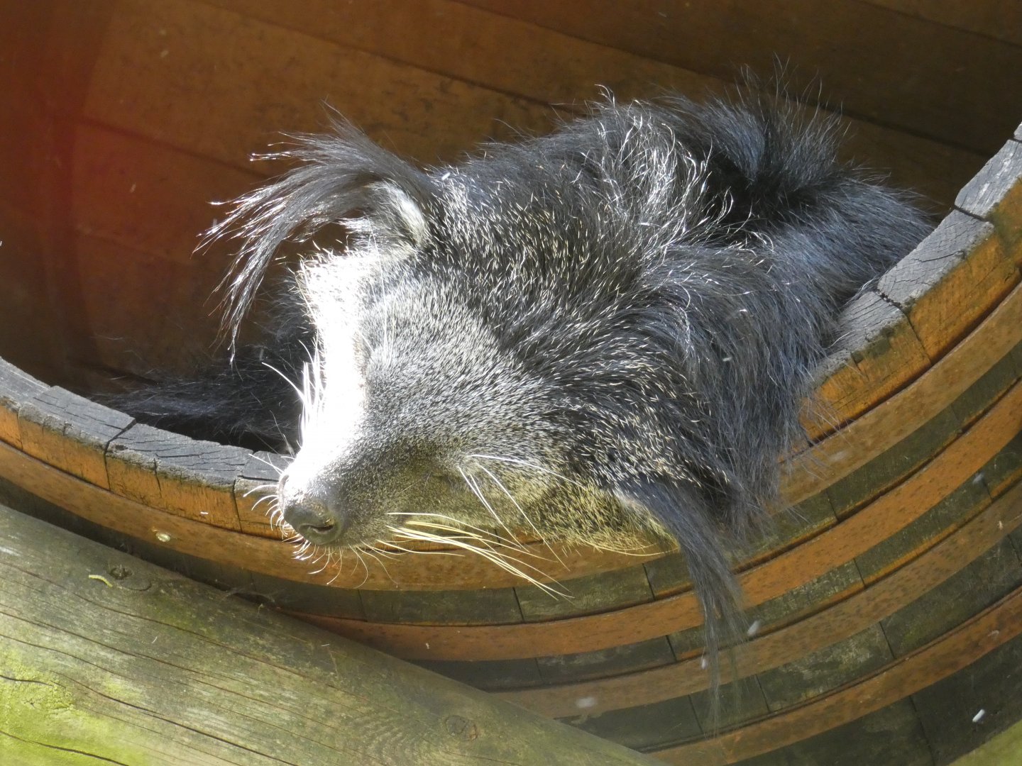 Indochinese binturong
