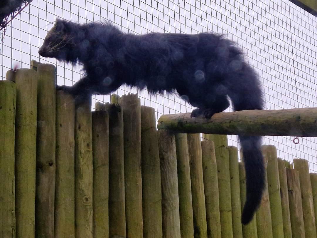 Indochinese Binturong