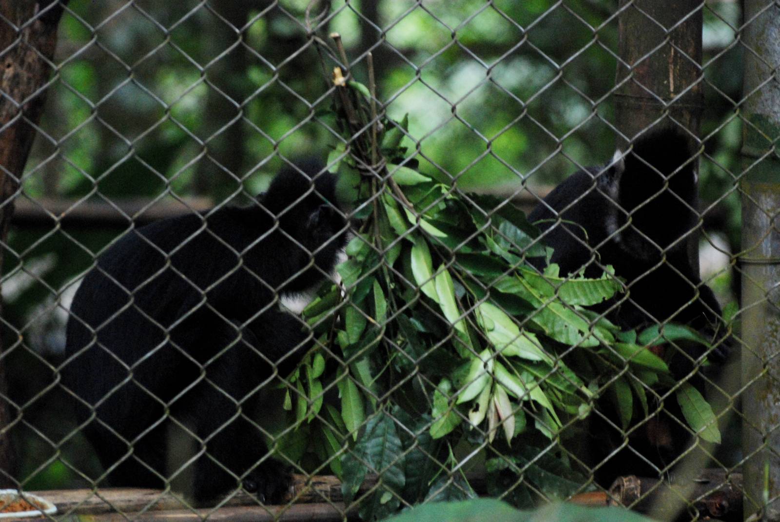 Indochinese Black and Hatinh Langurs at EPRC Cuc Phuong, 10/03/12
