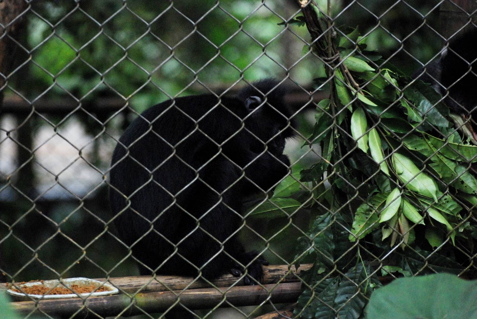 Indochinese Black Langur at EPRC Cuc Phuong, 10/03/12